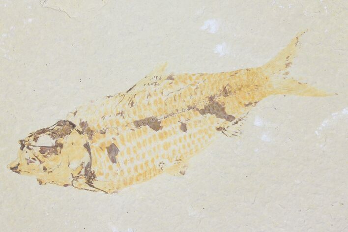 Bargain, Fossil Fish (Knightia) - Wyoming #126031